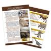Buki: muzeum czaszek dinozaura - TRICERATOPS